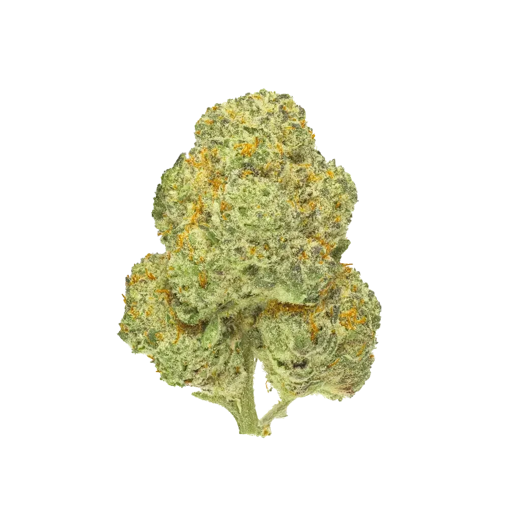 Pedanios 28/1 CMK-CA Chemango Kush